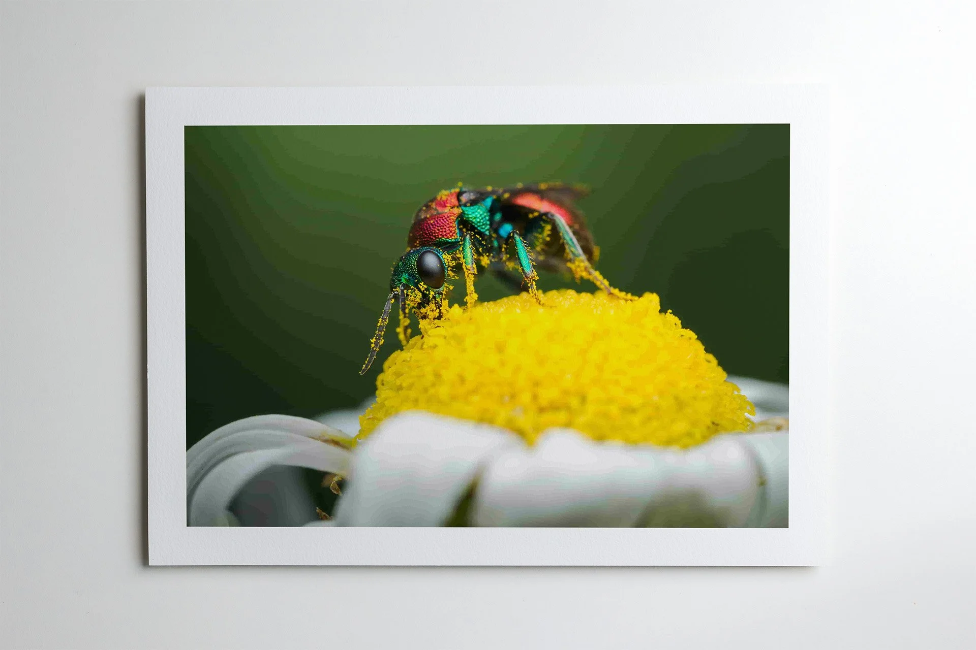 Ruby Tailed Wasp Print.jpg
