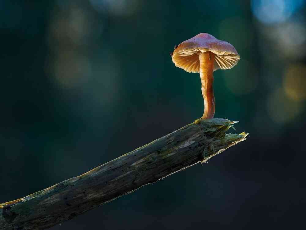 Shroom Stick
