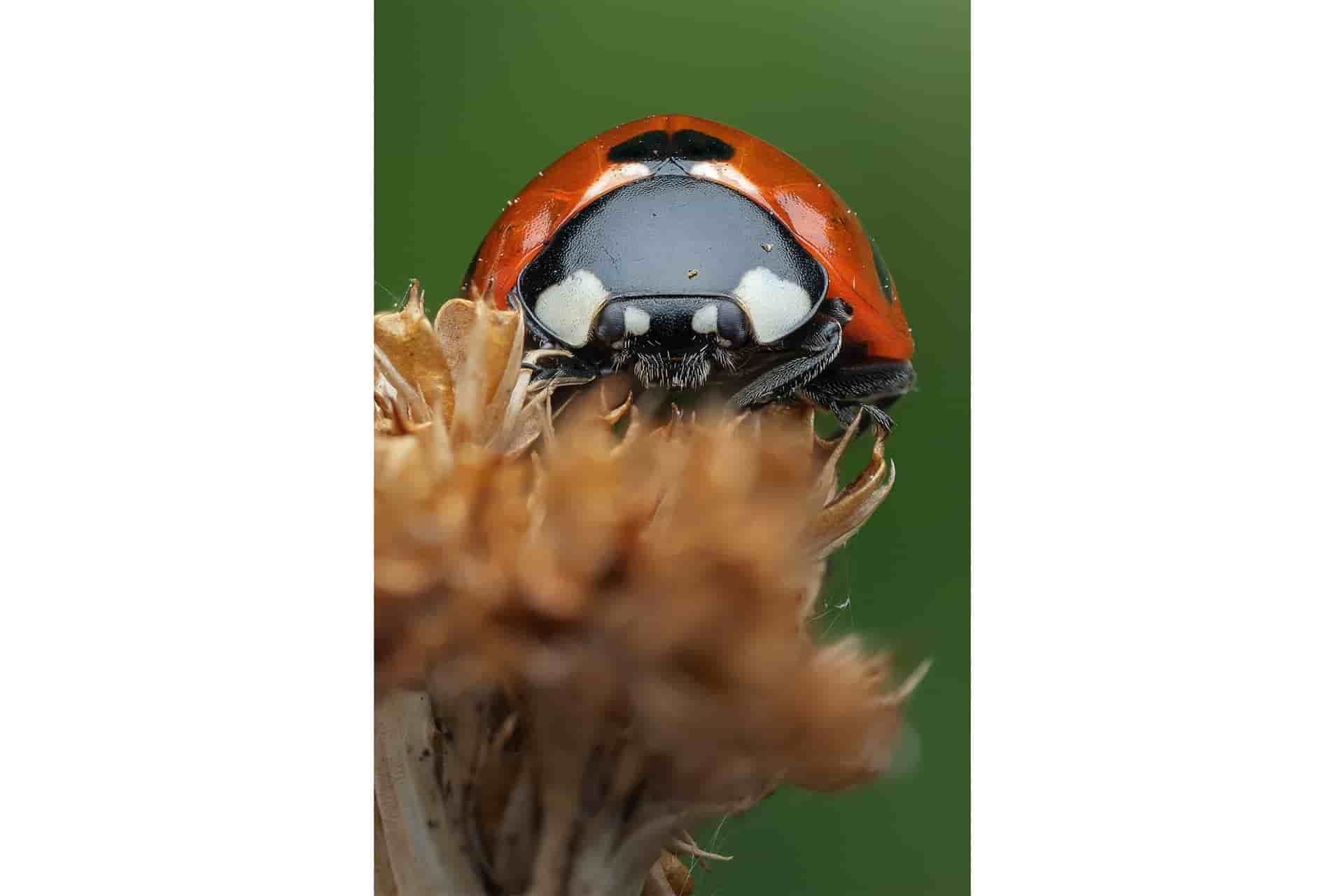 Seven-Spot Ladybird
