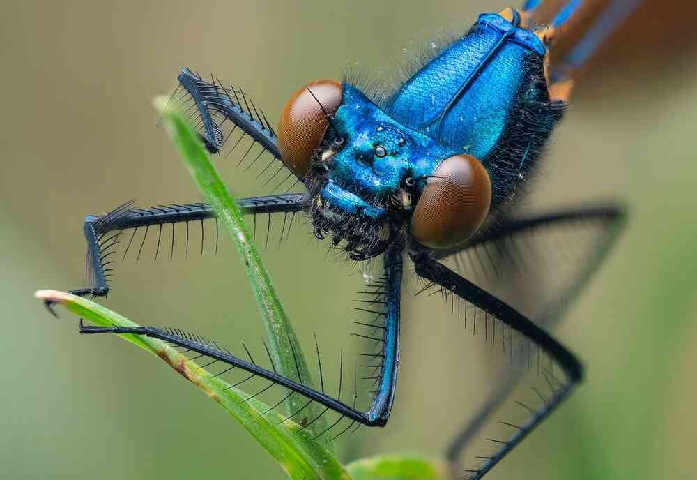 Blue Damselfly