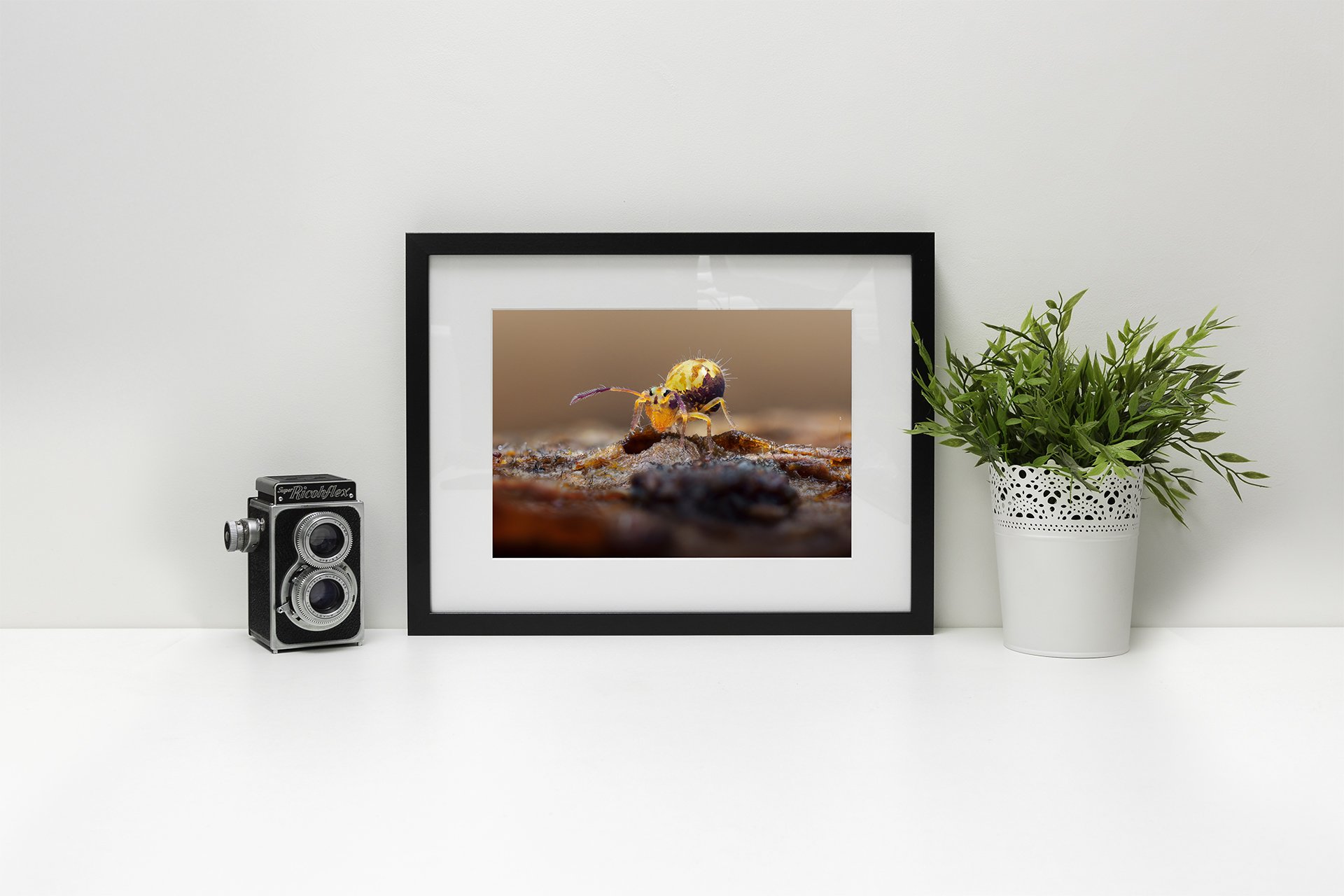 Yellow springtail frame.jpg