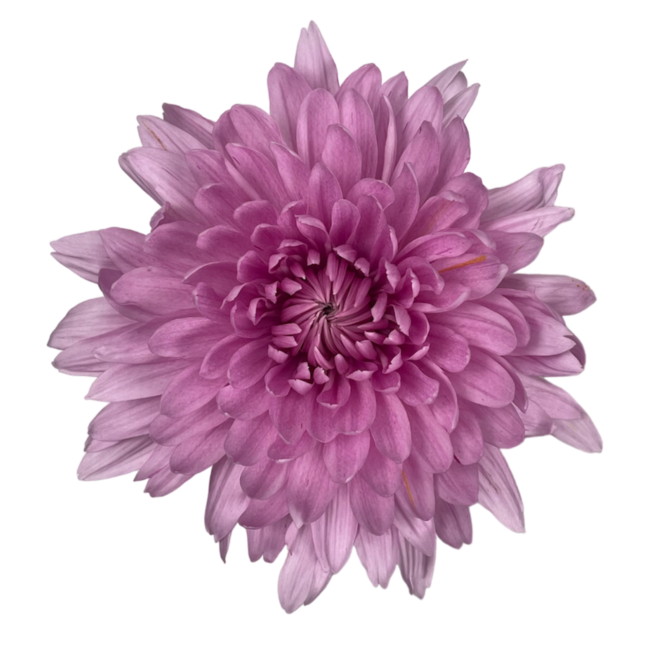 MAGNUM PINK.png