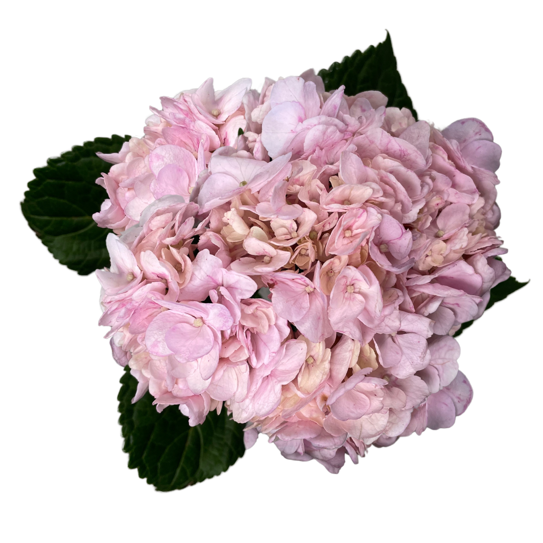 ENHANCED LIGHT PINK.png
