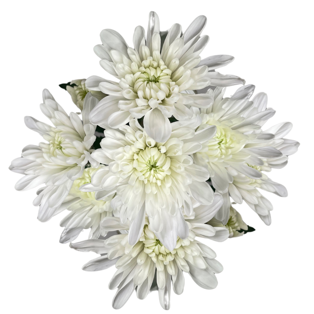 WHITE CUSHION.png