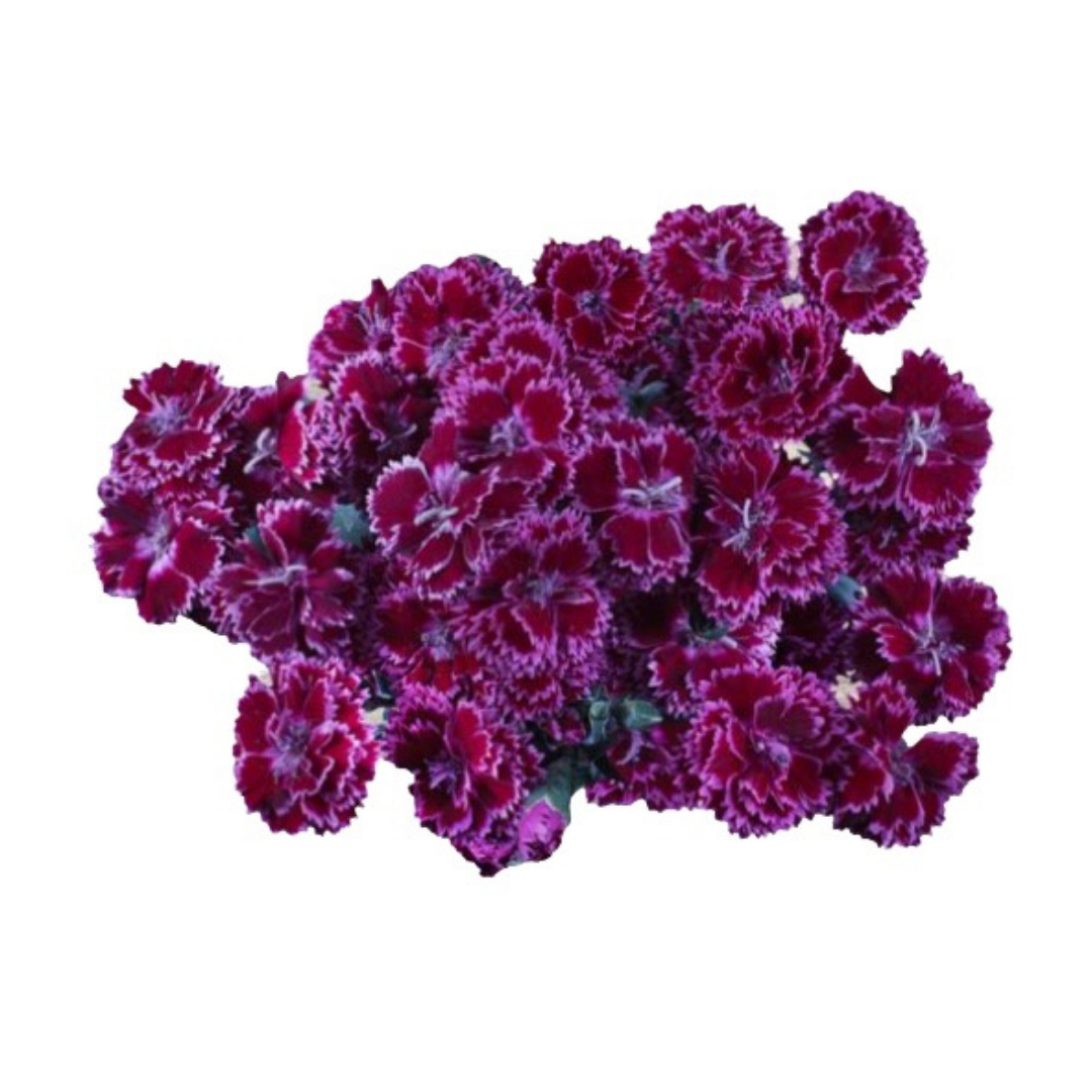 Fiorino Jay- SPray Carnation.png