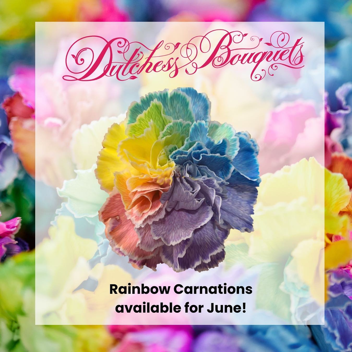 Carnations symbolize pride and beauty, while rainbows represent joy and positivity. Rainbow carnations embody finding beauty after a storm, inspire optimism and embrace unity. Make sure to stock up on these amazing blooms!
&bull;
&bull;
&bull;
&bull;