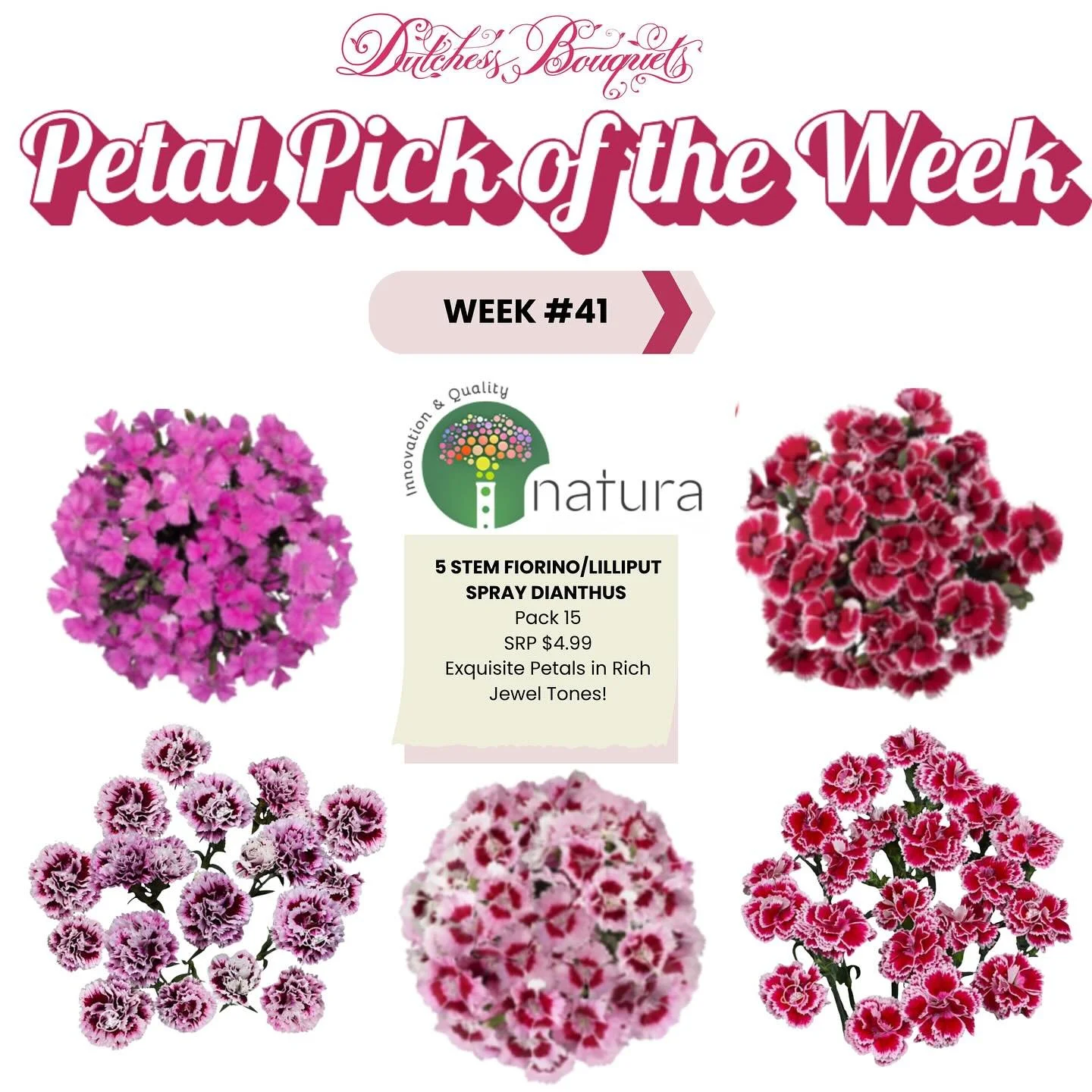💎 Petal Pick of the Week #41
Say hello to the Natura Collection&rsquo;s 5-Stem Fiorino/Lilliput Spray Dianthus 🌸✨
These exquisite petals in rich jewel tones bring luxe color and long-lasting beauty to every arrangement&mdash;perfect for fall design