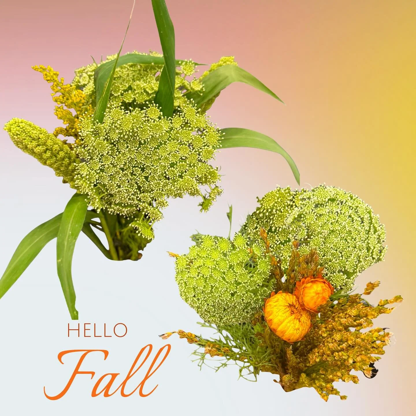 🍂 Hello Fall&mdash;It&rsquo;s Official! 🍂
This week marks the first official days of autumn, and nothing welcomes the season like textured blooms bursting with harvest charm.

✨ Our Green Mist, Millet, Solidago &amp; Strawflower filler combo brings