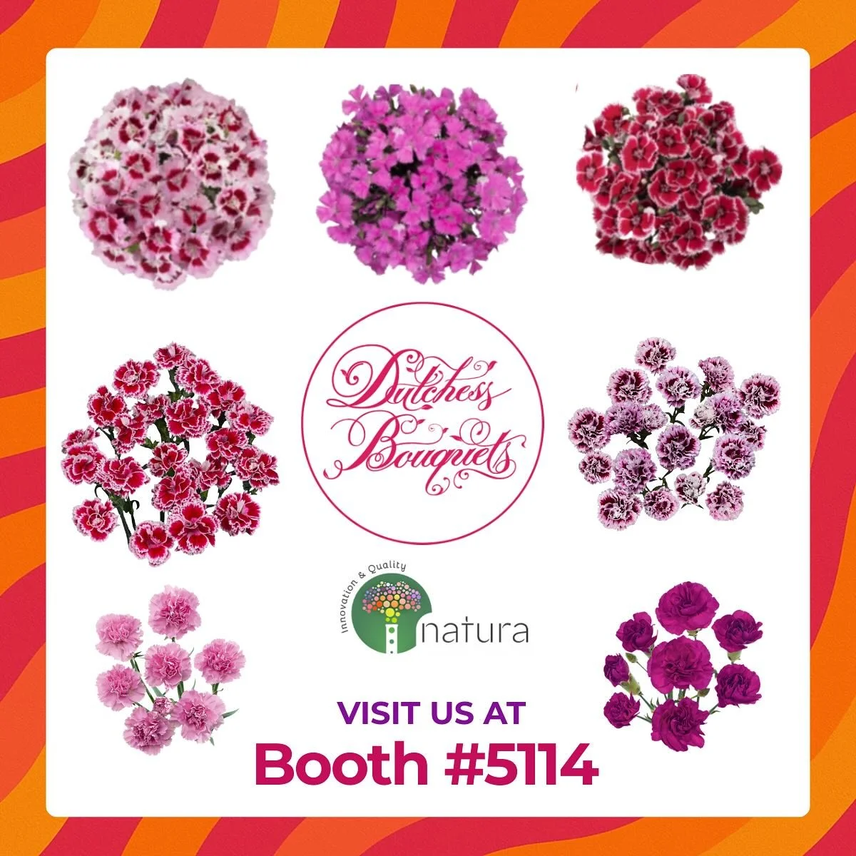 πΈ Step into a world of color, creativity, and timeless beauty with our Natura Collection, a stunning lineup of carnations that celebrate everything we love about these classic blooms. From bold, vibrant shades to soft, elegant tones, each variety is