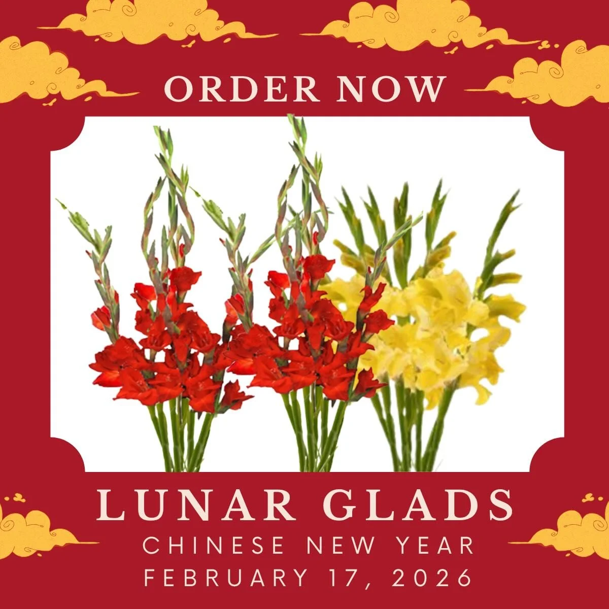 Celebrate the Year of the Horse with bold, lucky blooms! 🌕✨
Our Lunar Glads are ready for prebook now&mdash;perfect for Lunar New Year displays and prosperity-forward merchandising.

Order now for Chinese New Year, February 17, 2026.
&bull;
&bull;
&