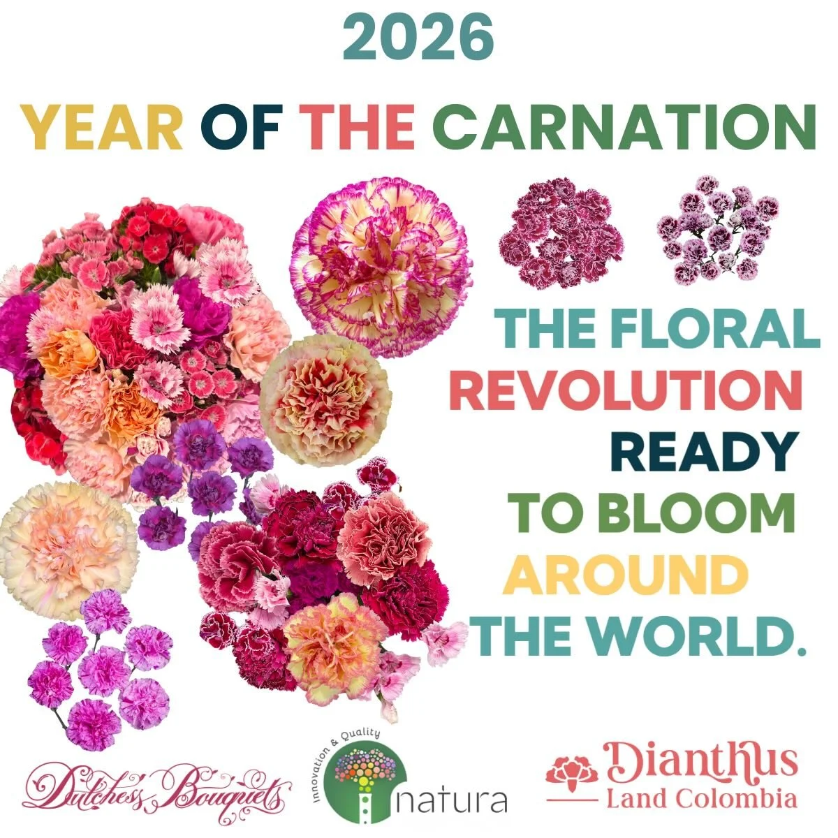 2026 has officially been named The Year of the Carnation by The Florist Trade Magazine and Dianthus Land.
WE COULDN&rsquo;T AGREE MORE!
From classic to cutting-edge, carnations are redefining modern floral&mdash;ready to bloom
around the world in 202