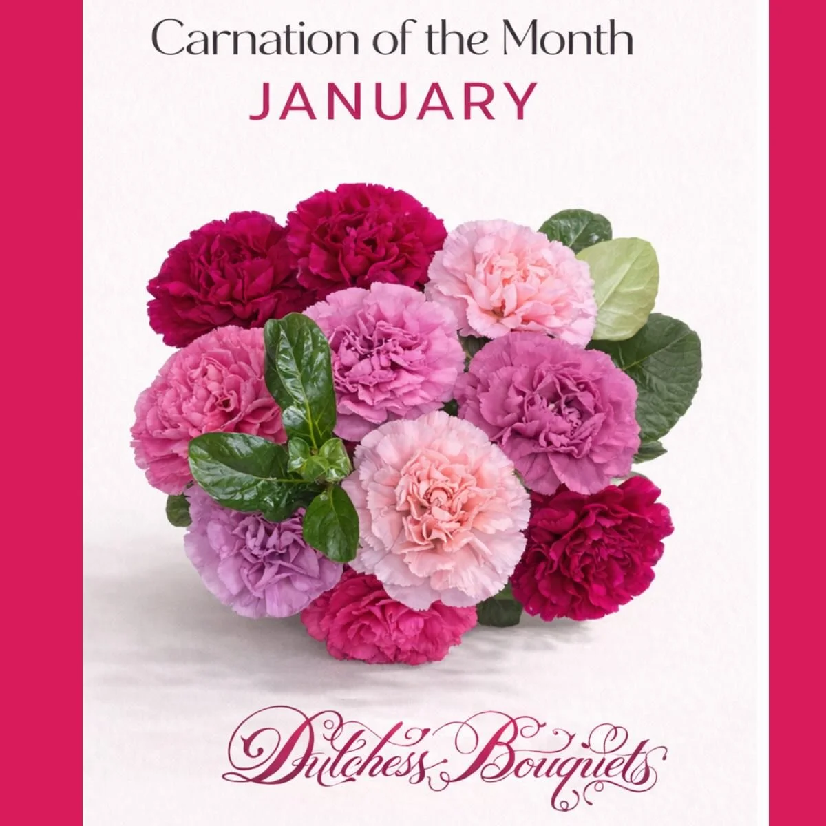 January sets the tone. Soft elegance, layered pinks, and modern plum hues make carnations the perfect everyday floral to start the year strong &mdash; beautiful, dependable,
and built to last.
&bull;
&bull;
&bull;
&bull;
#CarnationOfTheMonth #Everyda