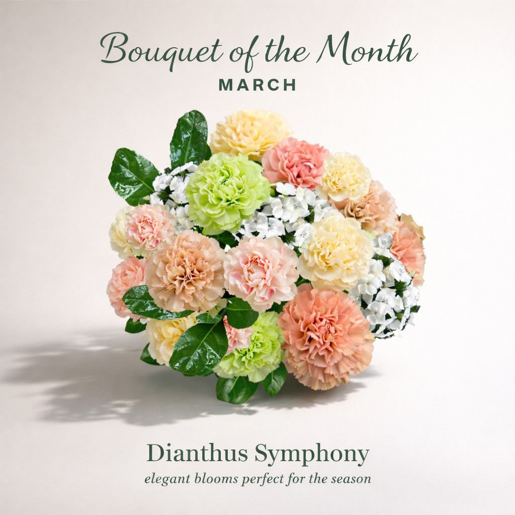 🌸 Bouquet of the Month March 🌸
Introducing Dianthus Symphony, a soft, harmonious blend of ruffled carnations in fresh spring tones. Designed to feel light, elegant, and seasonally relevant, this bouquet brings texture, color, and long-lasting beaut