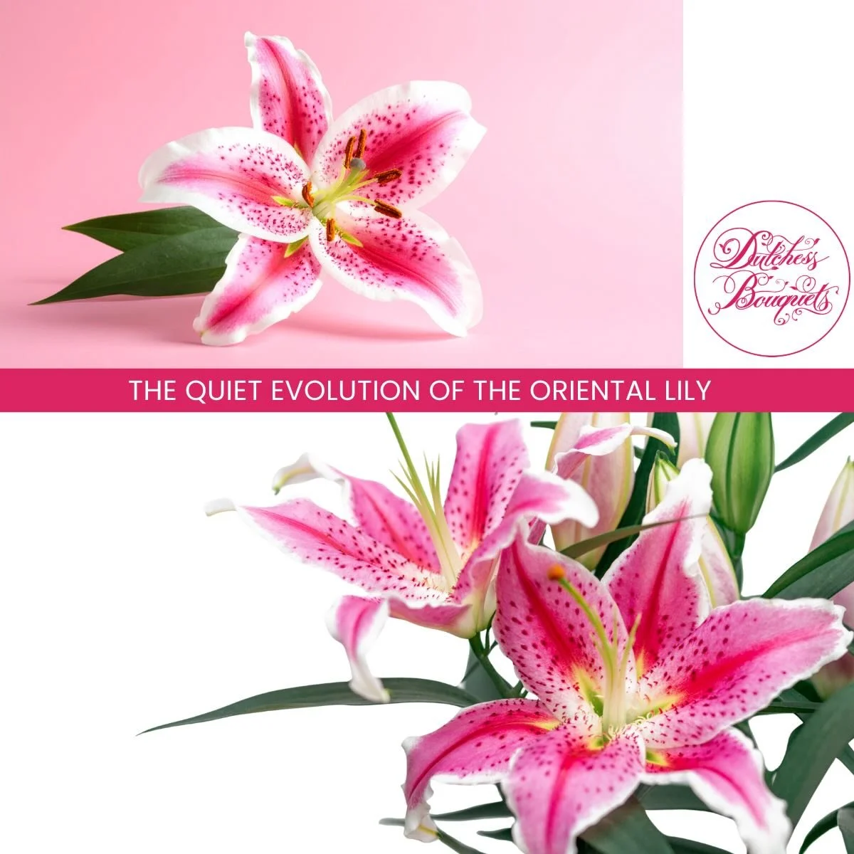 What we call a &ldquo;Stargazer&rdquo; today is the result of serious evolution. To deliver long stems, bold buds, and perfect timing, every crop gets new bulbs&mdash;because cutting high for show-stopping stems drains the bulb&rsquo;s ability to per