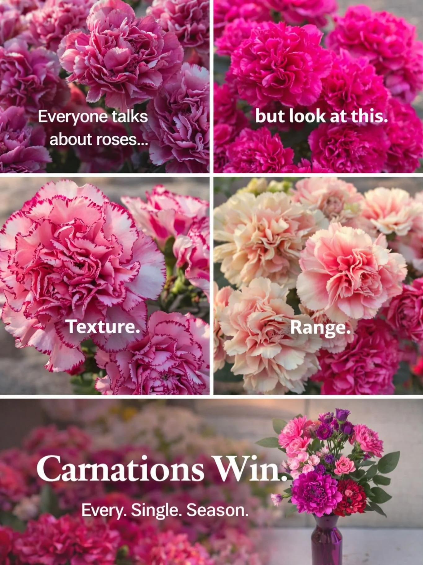 While roses make headlines, carnations do the heavy lifting.
Layered texture. Unmatched color range. Reliable performance.
Designed for every season, every moment.
Carnations win. Every. Single. Season
#carnation #dianthusland #naturabreeders #dutche