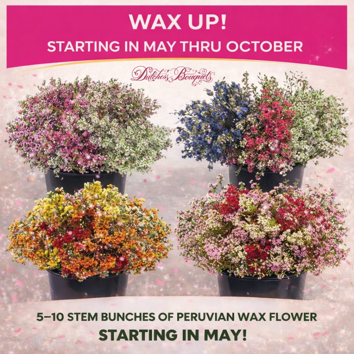 WAX UP! 🌸
Peruvian Wax Flower season is almost here&mdash;starting May through October. Bright colors, great texture, strong vase life, and perfect for bouquets, events, and mixed bunch programs.
Available in 5&ndash;10 stem bunches in trending shad