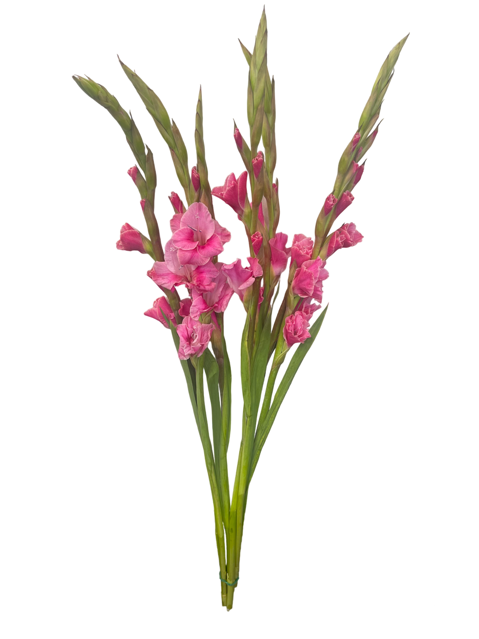 Gladiolus Pink