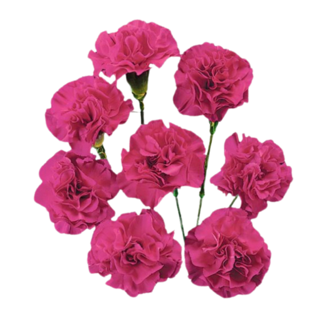 Sirasi- Spray Carnation.png