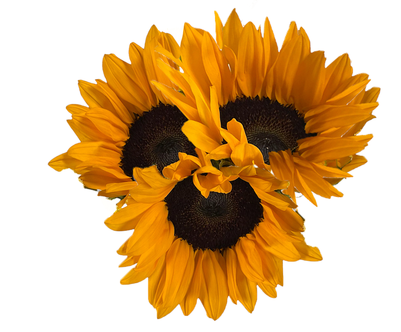 SUNFLOWER VINCENT.png