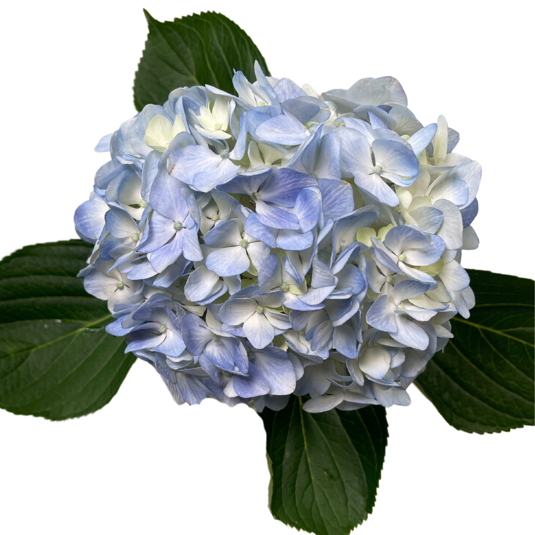 LIGHT BLUE.png