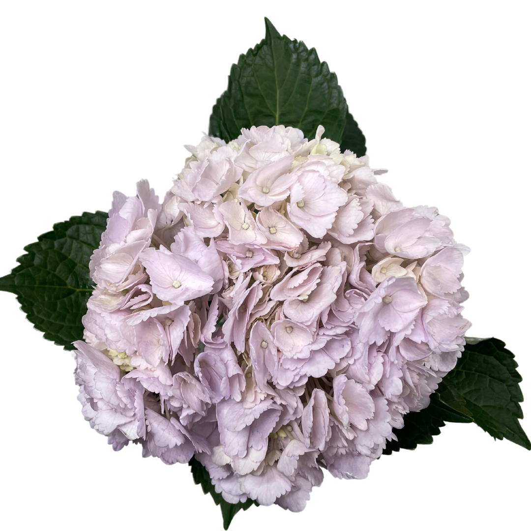 ENHANCED LAVENDER.png