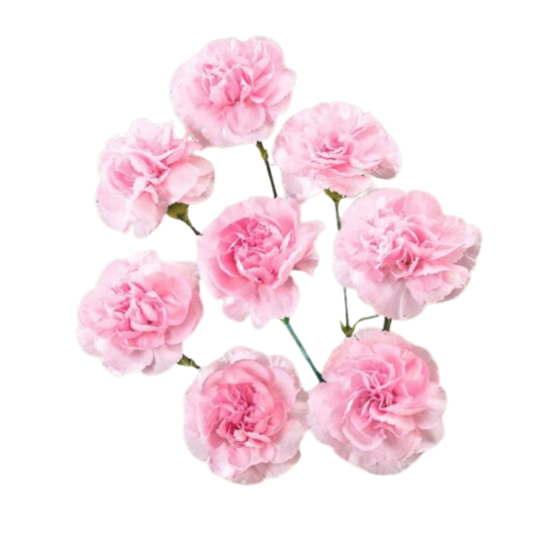 Pink Ibis- Spray Carnation.png