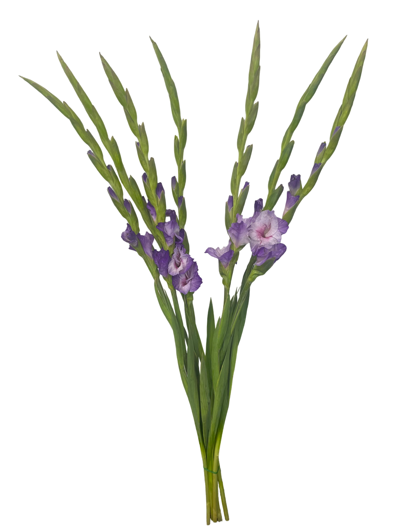 Gladiolus Novelty Purple