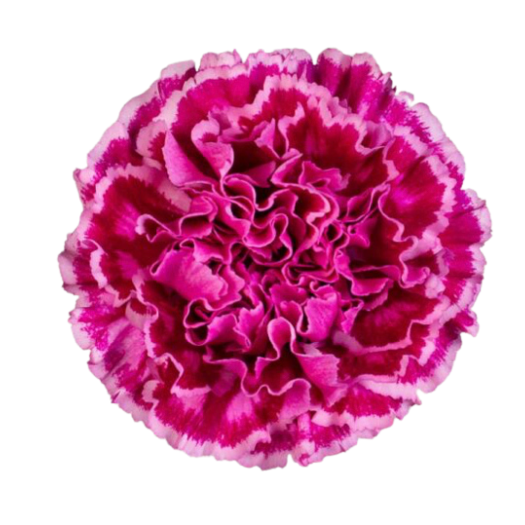 Nobbio Violet.png