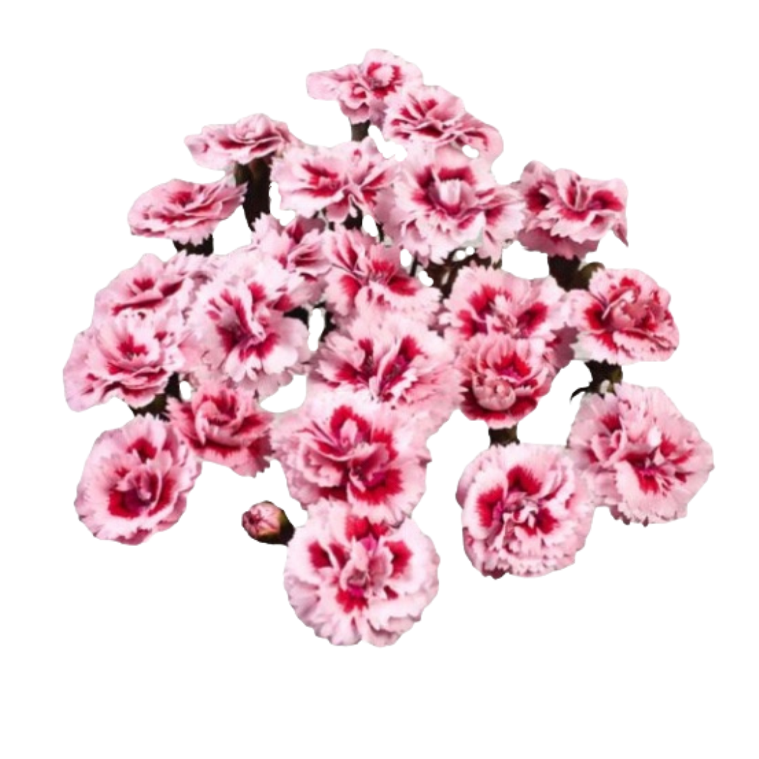 Fiorino Tattoo- Spray Carnation.png