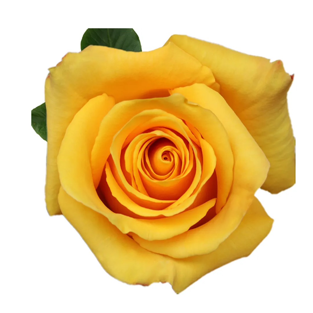 BUMBLE BEE.png