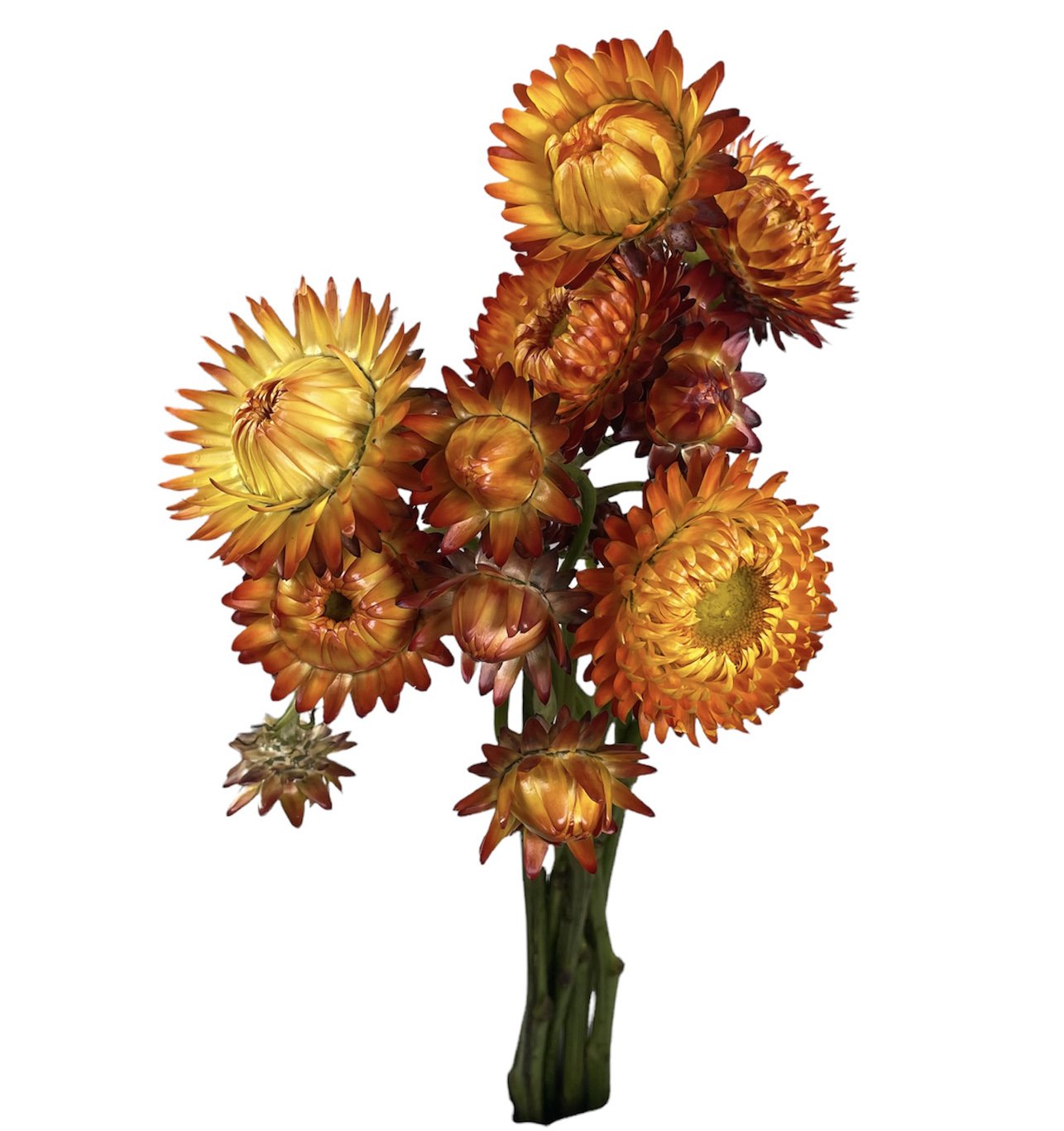 STRAWFLOWER ORANGE.jpg