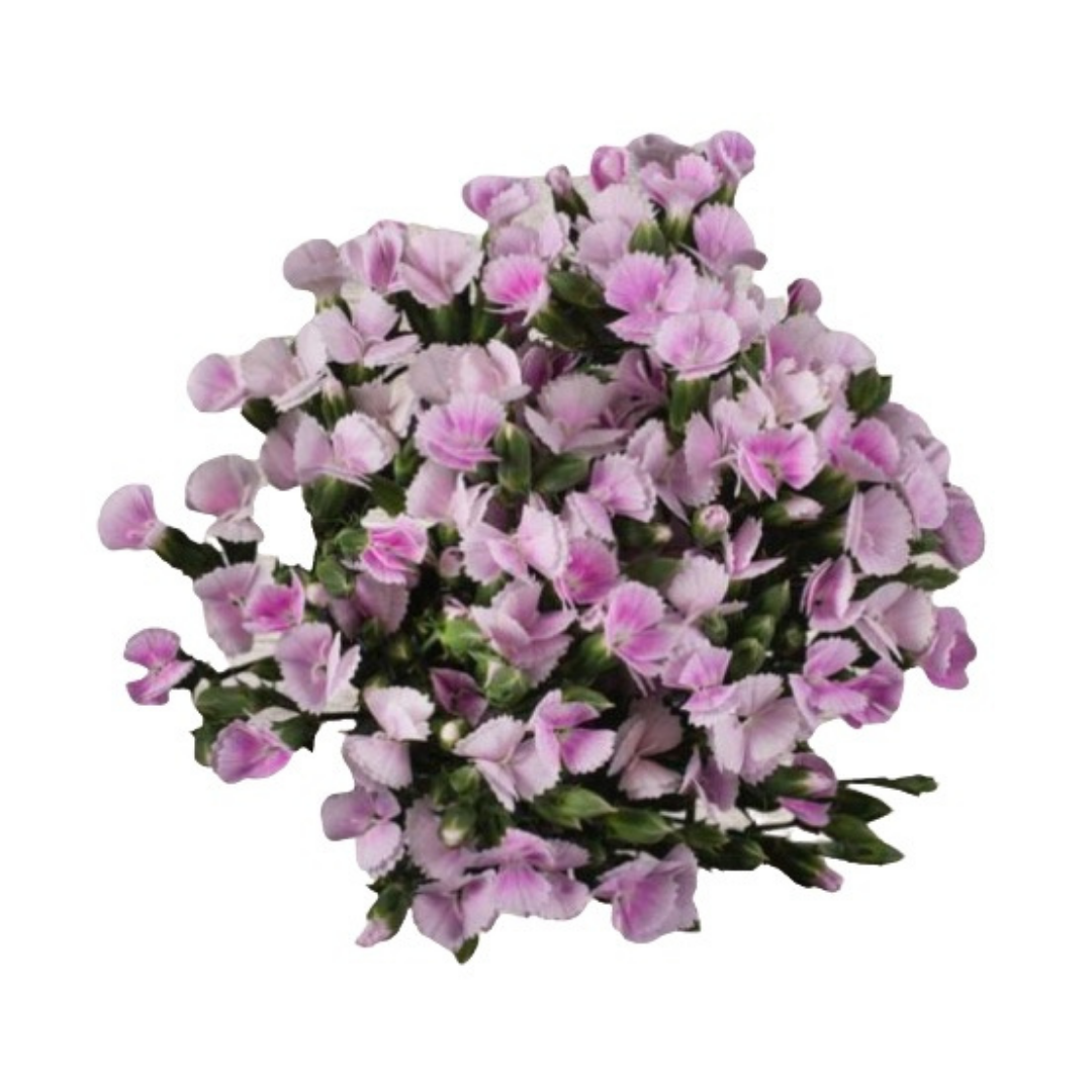Lilliput Papillon- Spray Carnation.png