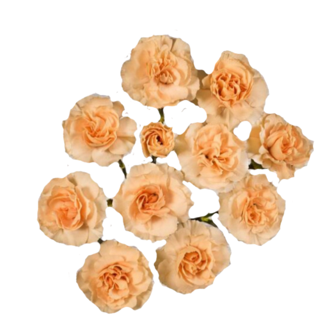 Xue- Spray Carnation.png