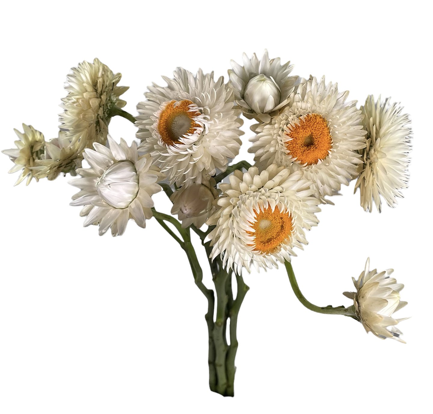 STRAWFLOWER WHITE.jpg