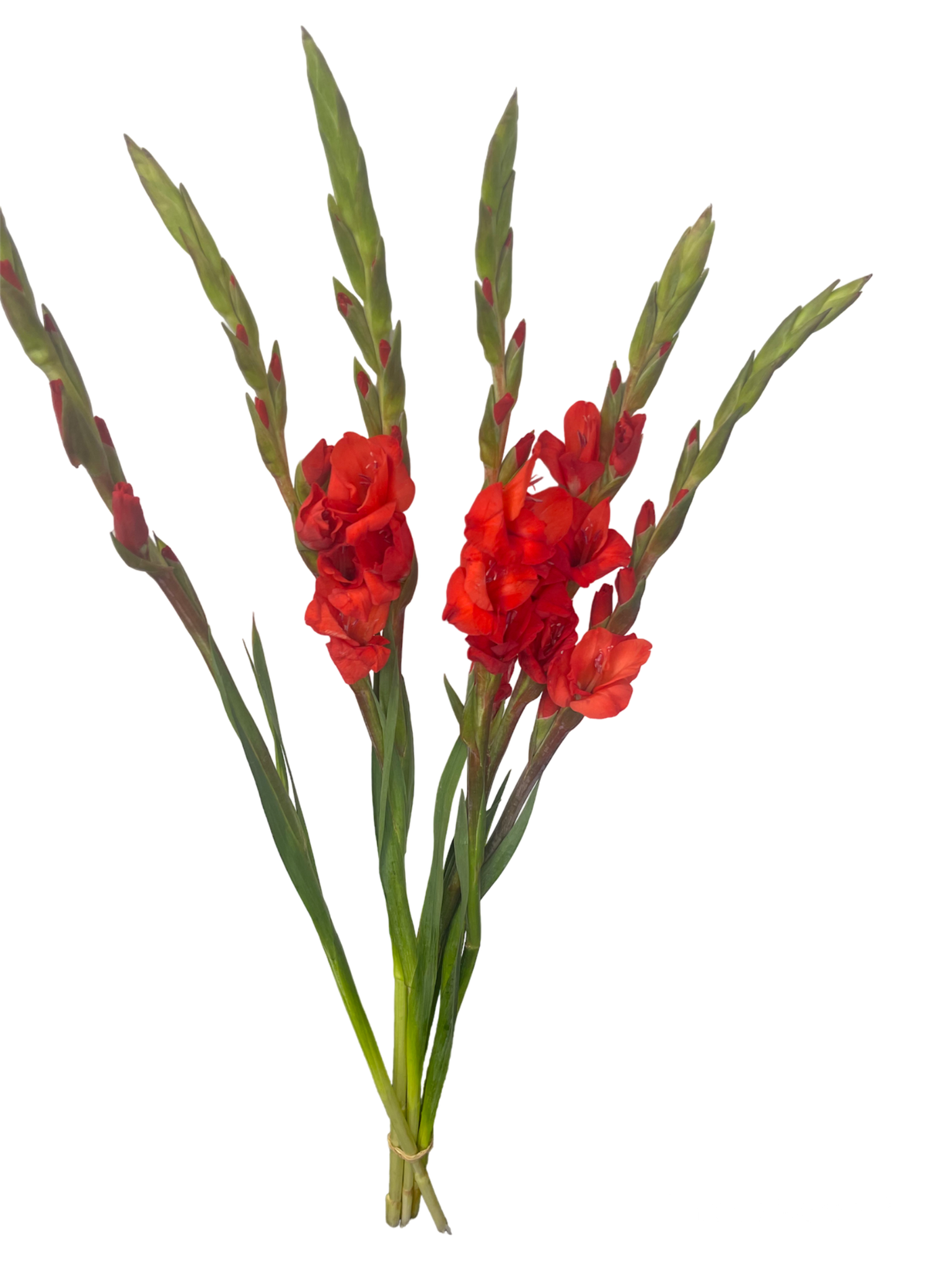 Gladiolus Red