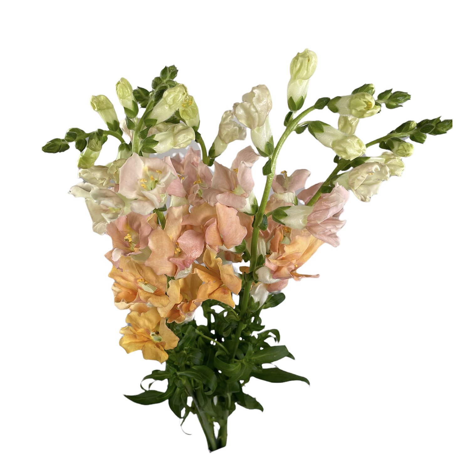 SNAPDRAGON CHANTILLY PEACH.jpg
