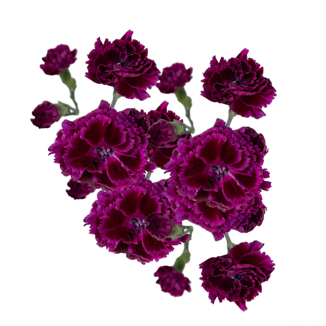 Fiorino Pupa- SPray Carnation.png