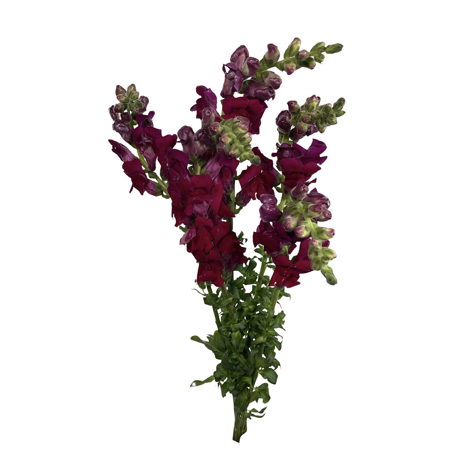 SNAPDRAGON RED.jpg