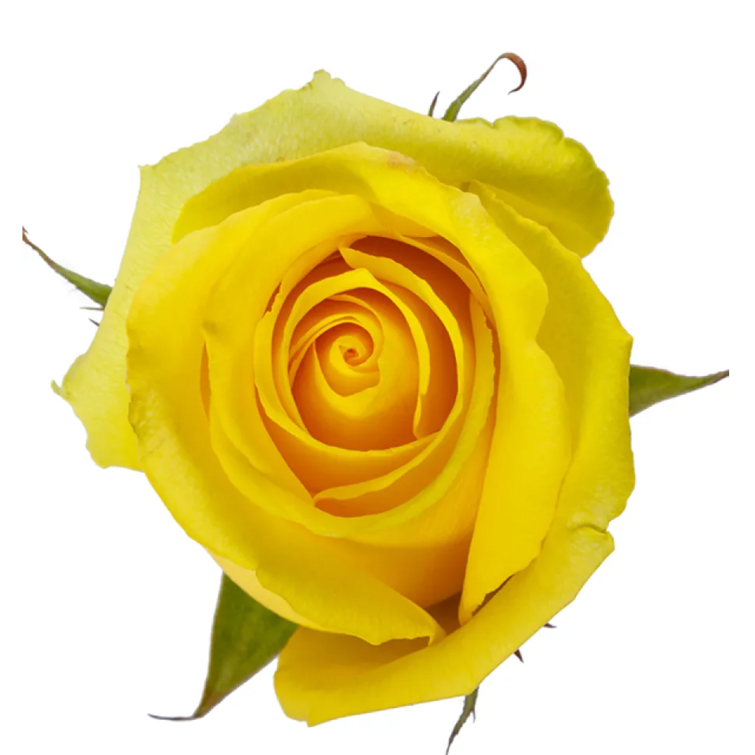 TARA.png