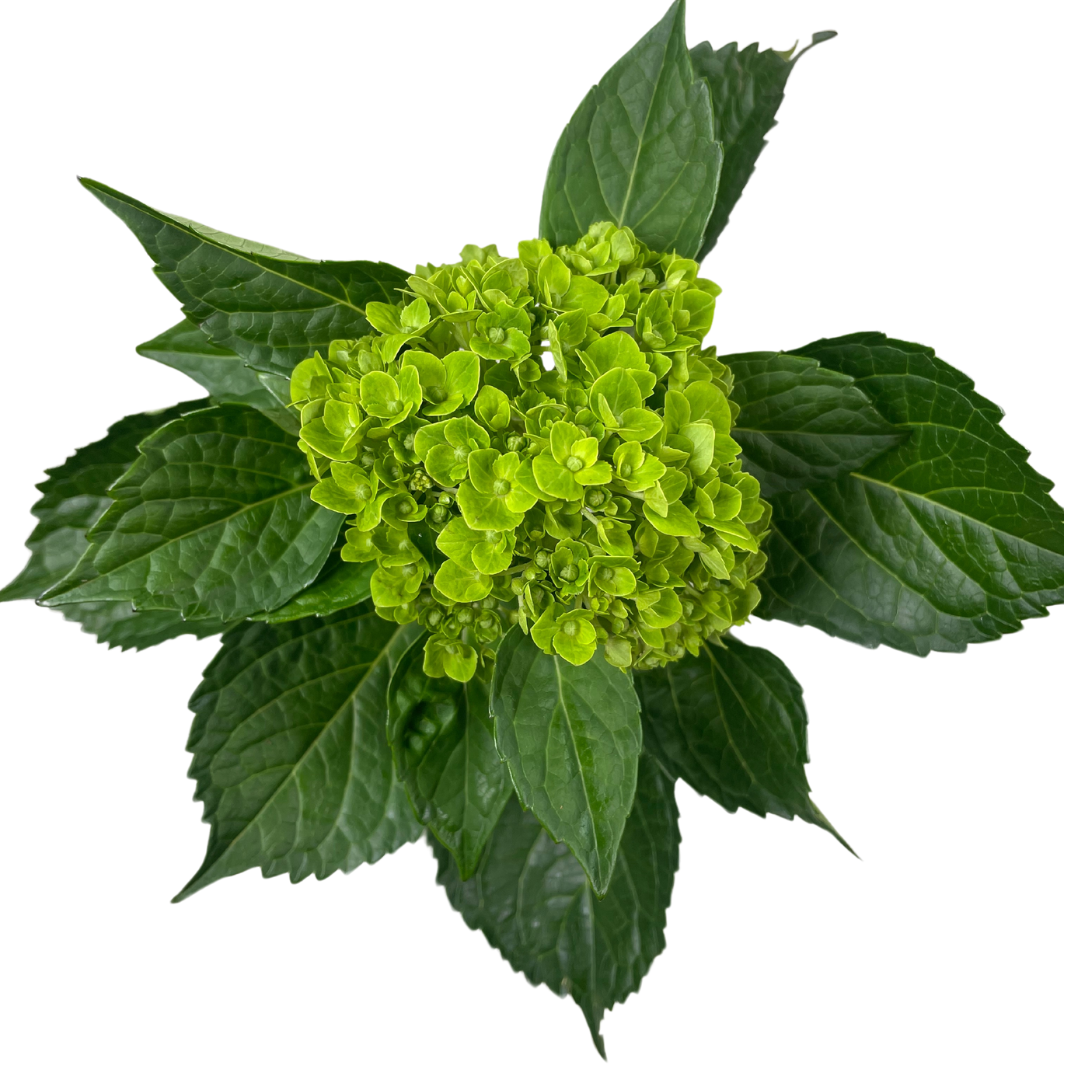 MINI DARK GREEN.png