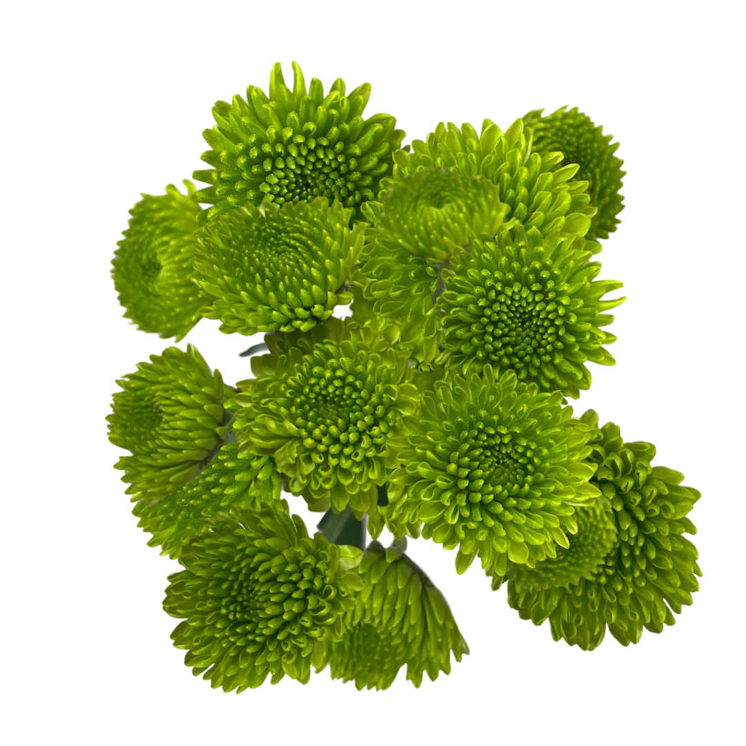 GREEN BUTTON POM.png