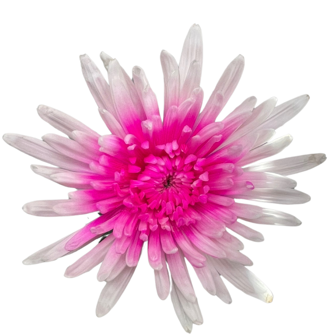 SPIDER ENHANCED PINK CENTER.png