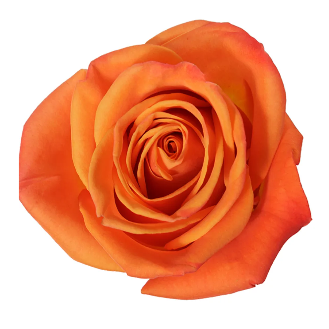 ORANGE CRUSH.png