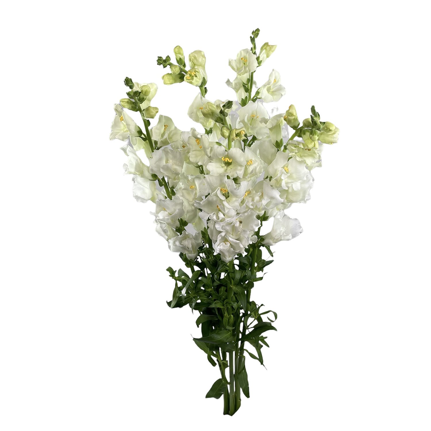 SNAPDRAGON CHANTILLY WHITE.jpg