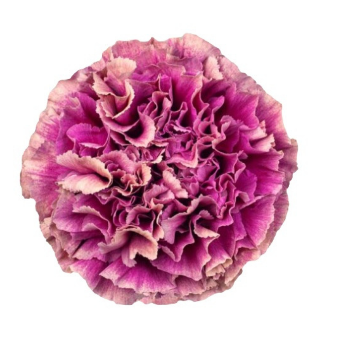 Merletto Purple.png