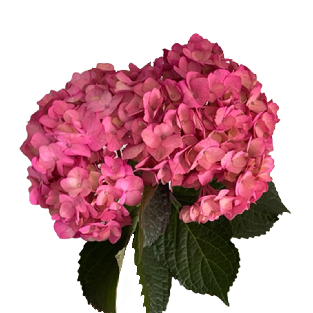ENHANCED HOT PINK.png