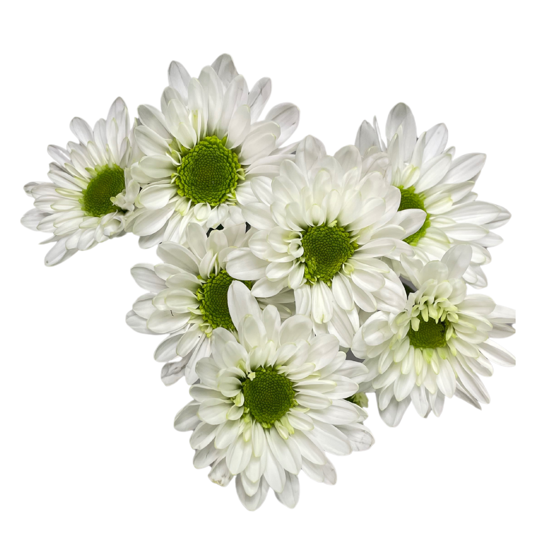 AMAZE WHITE.png