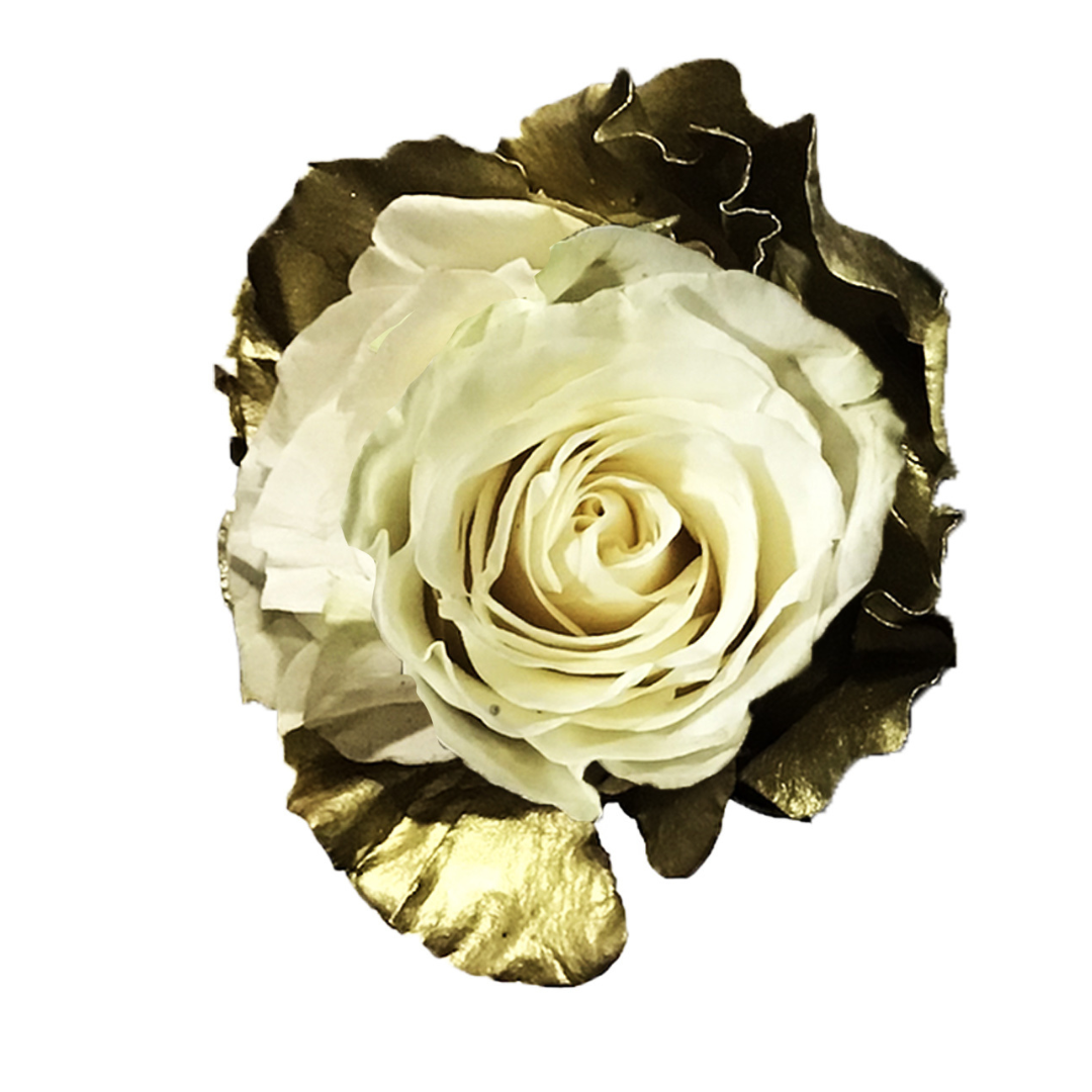 GOLD EDGE.png