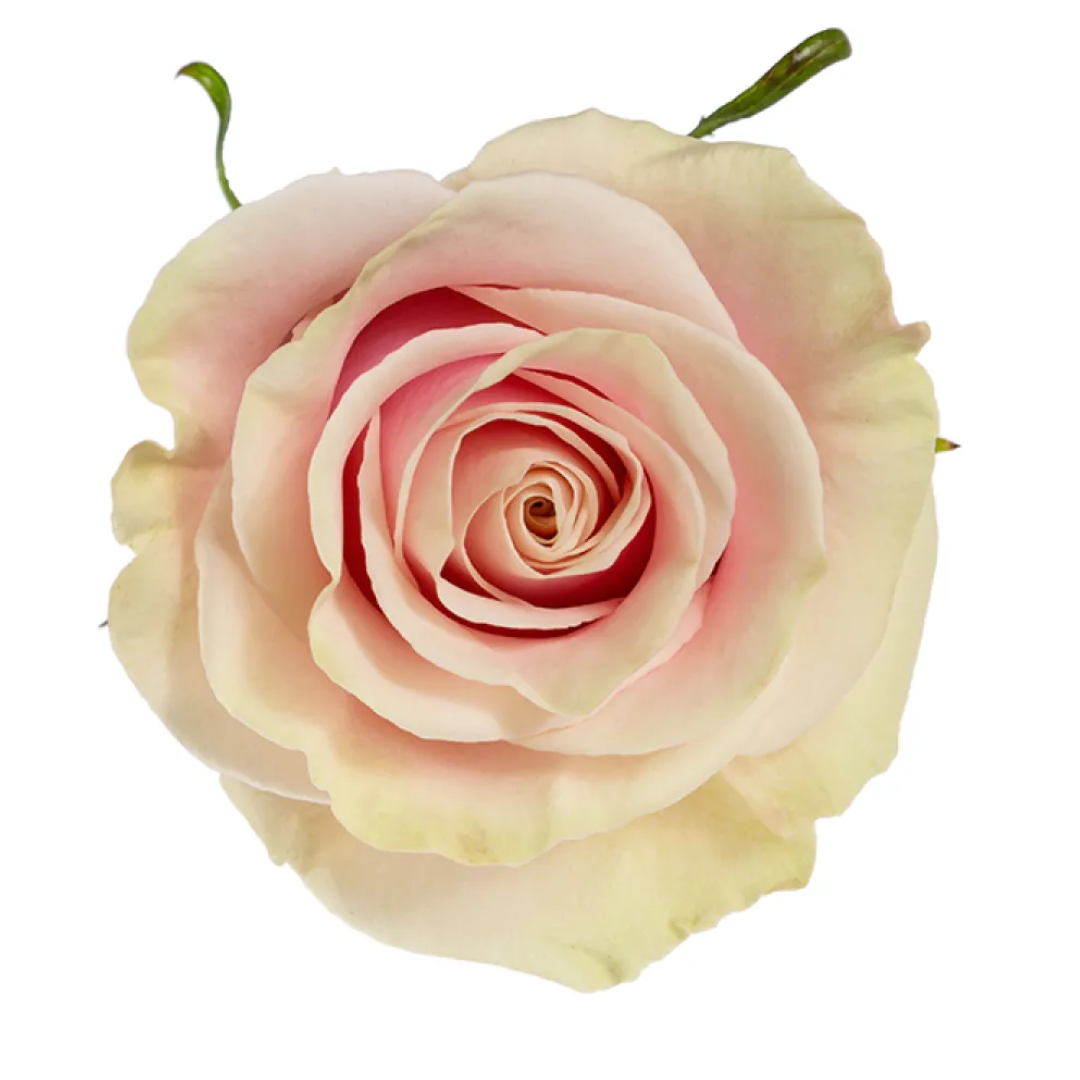 PINK MONDIAL.png