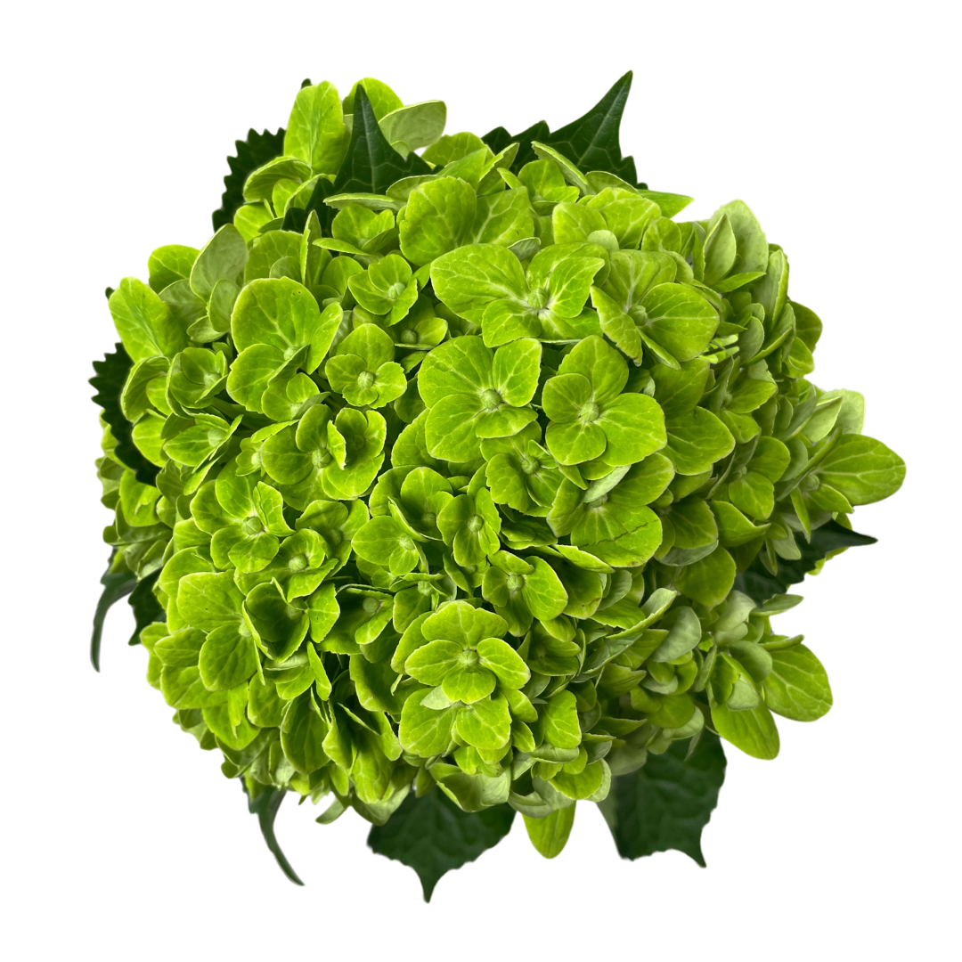 SHAMROCK.png